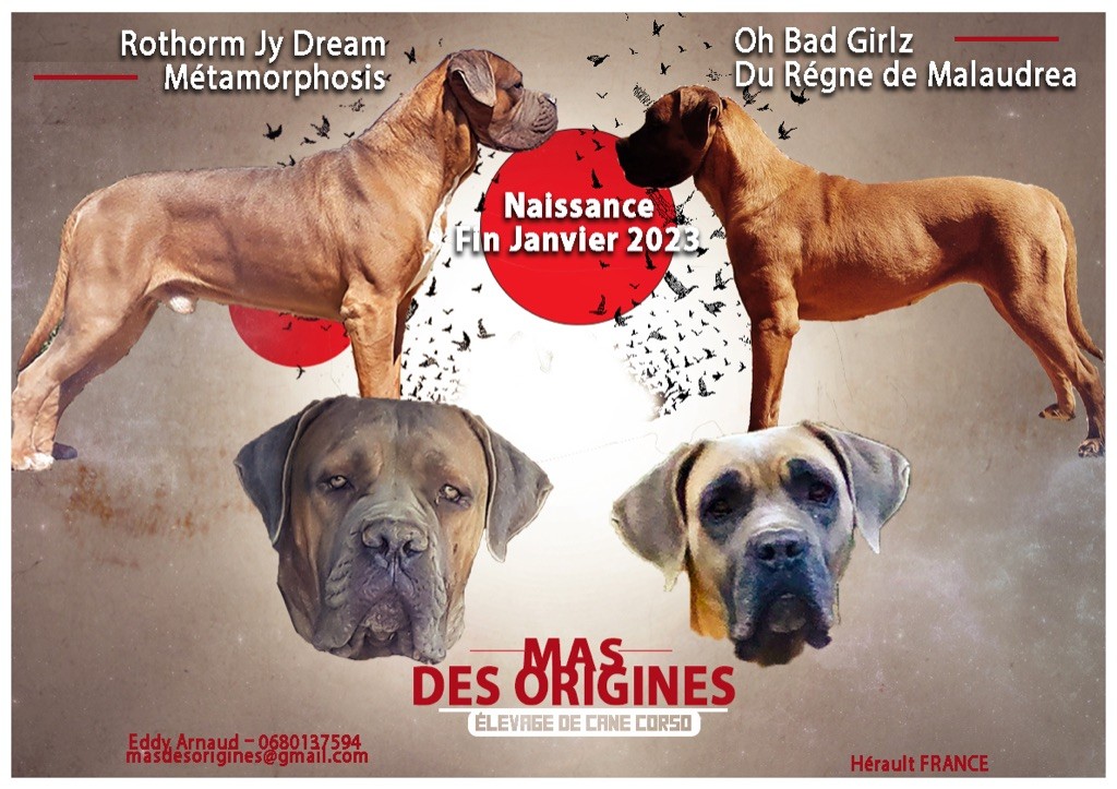 Du Mas Des Origines - Confirmation de gestation 