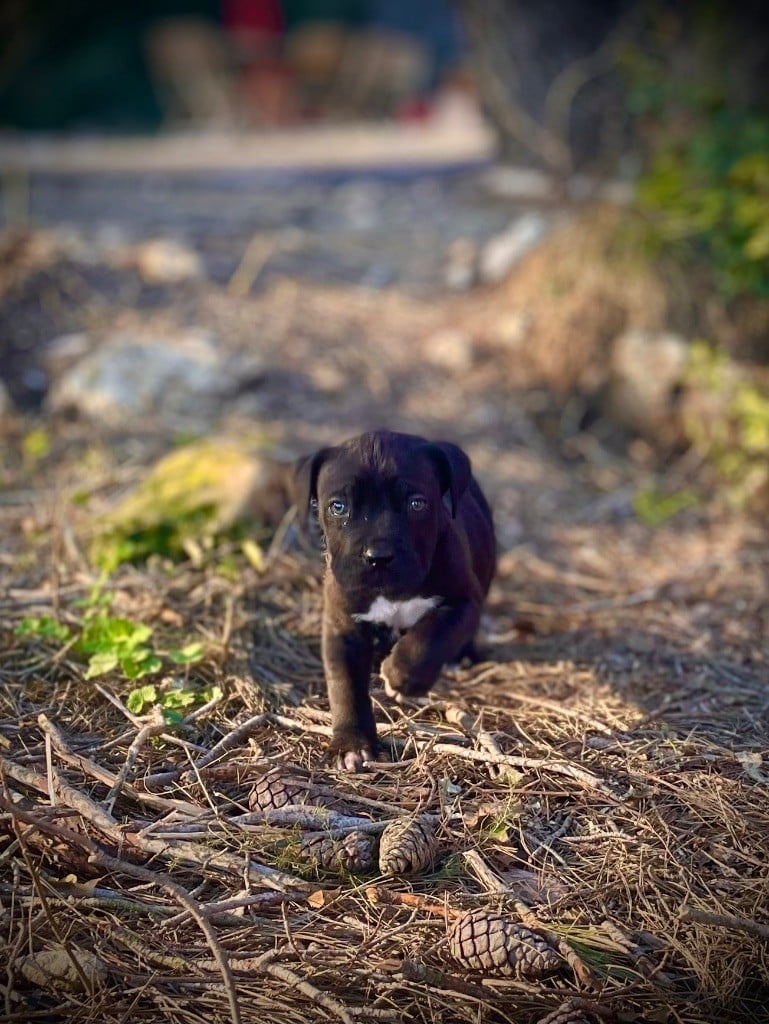 Du Mas Des Origines - Chiots disponibles - Cane Corso