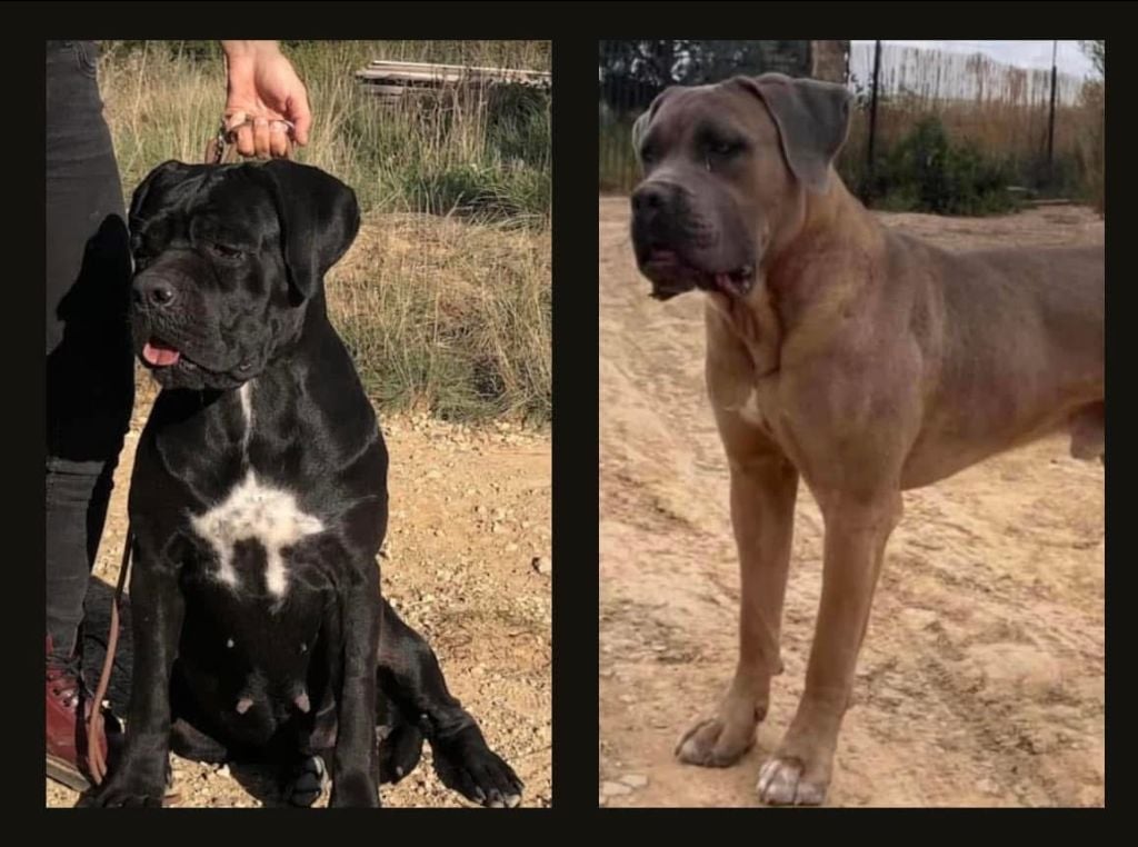 Du Mas Des Origines - Cane Corso - Portée née le 22/12/2024