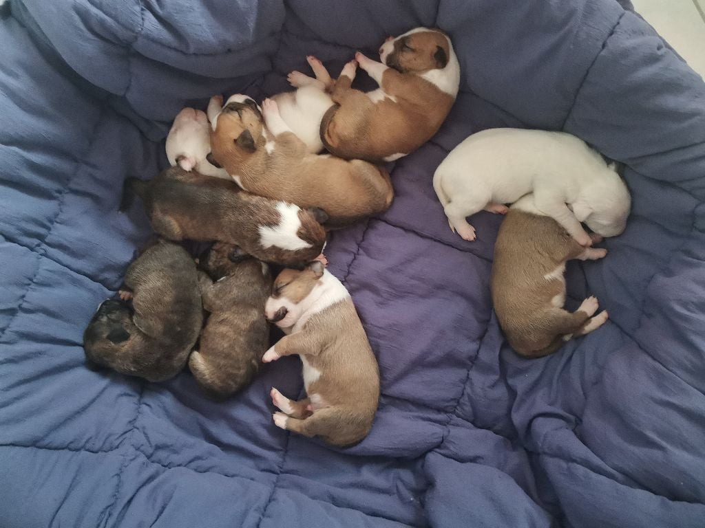 Eenie Meenie Miney Mo - Bull Terrier - Portée née le 18/11/2020