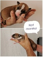 Red Monster