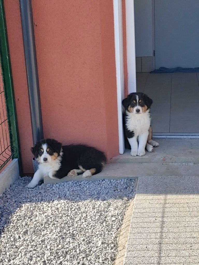 Chiots femelles berger australien attendent leur nouvelle famille 