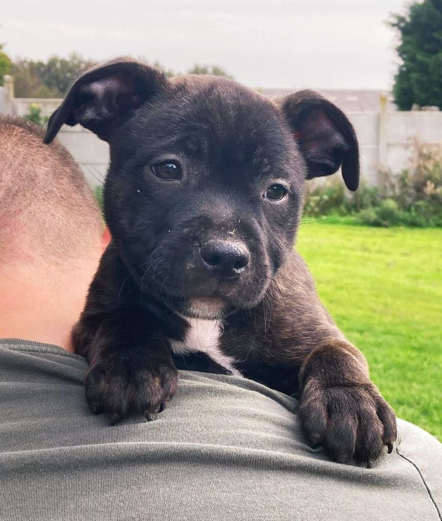 Vivien Bracq - Staffordshire Bull Terrier - Portée née le 19/07/2021