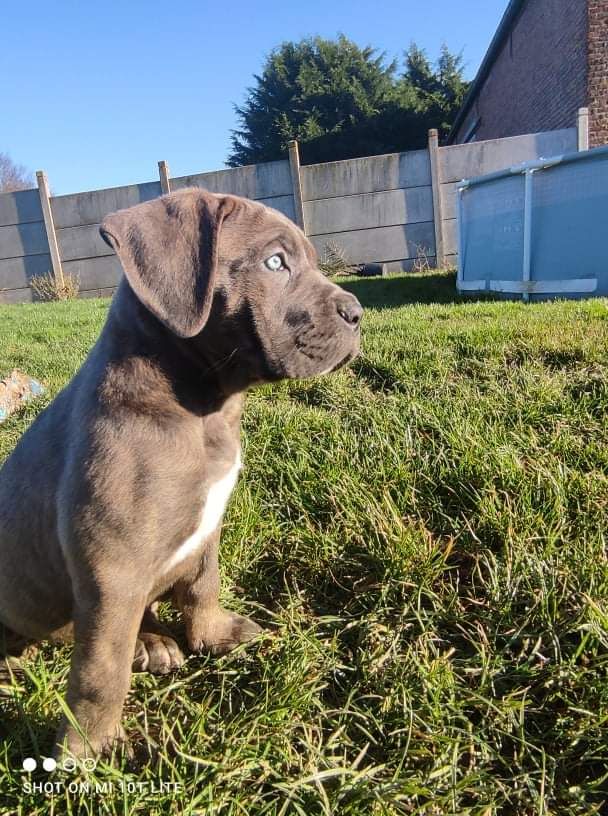 Vivien Bracq - Cane Corso - Portée née le 19/11/2021