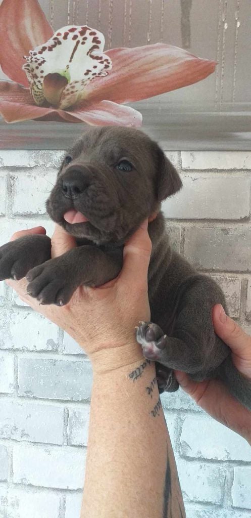 des Abysses de Némésis - Cane Corso - Portée née le 05/08/2023