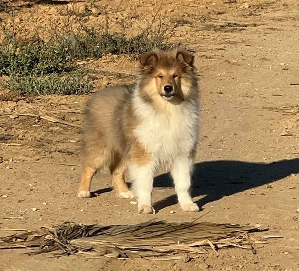 El Sueno De Una Vida Vm - Chiots disponibles - Colley à poil long