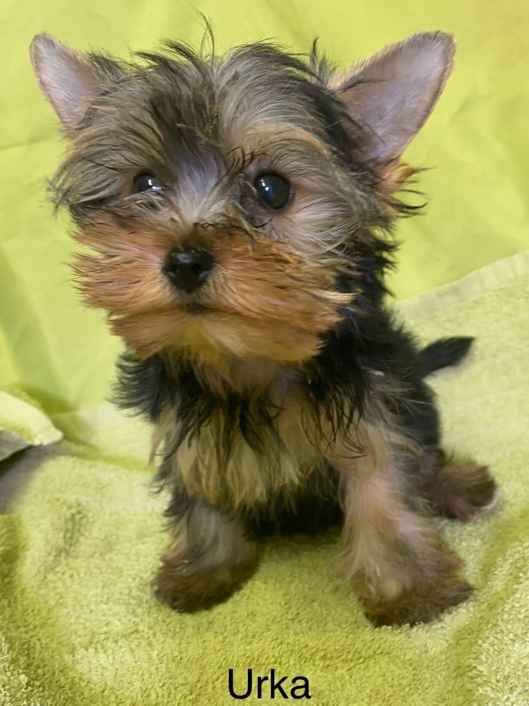 Claudine CRUARD-GUINEHEUX - Chiots disponibles - Yorkshire Terrier