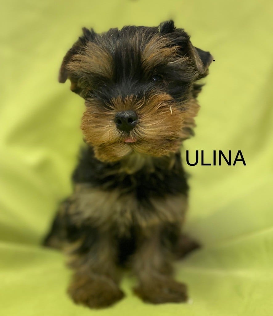 Claudine CRUARD-GUINEHEUX - Chiots disponibles - Yorkshire Terrier