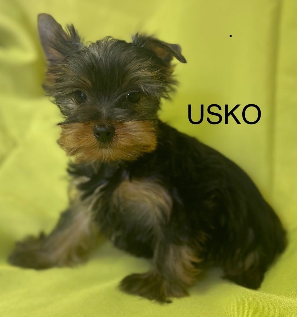 Claudine CRUARD-GUINEHEUX - Chiots disponibles - Yorkshire Terrier