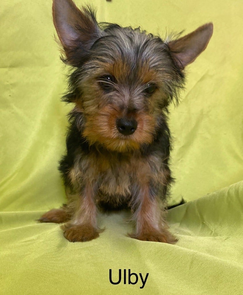 Claudine CRUARD-GUINEHEUX - Chiots disponibles - Yorkshire Terrier