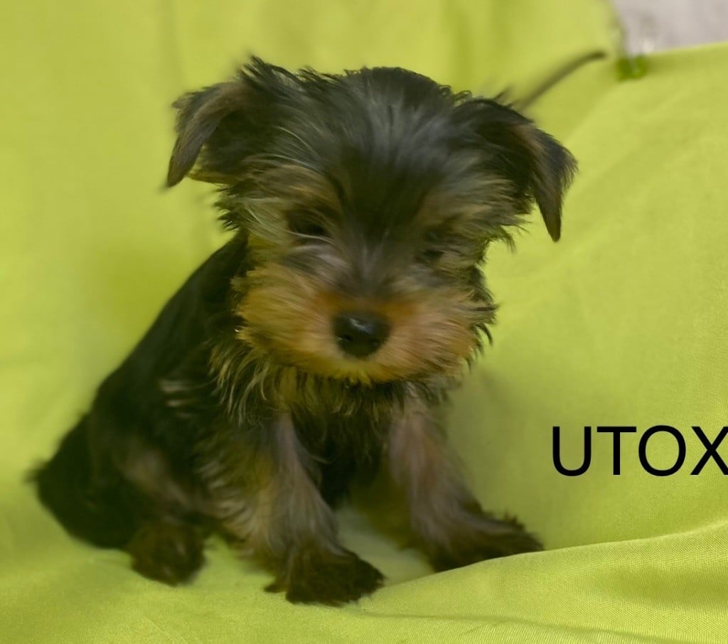 Claudine CRUARD-GUINEHEUX - Chiots disponibles - Yorkshire Terrier