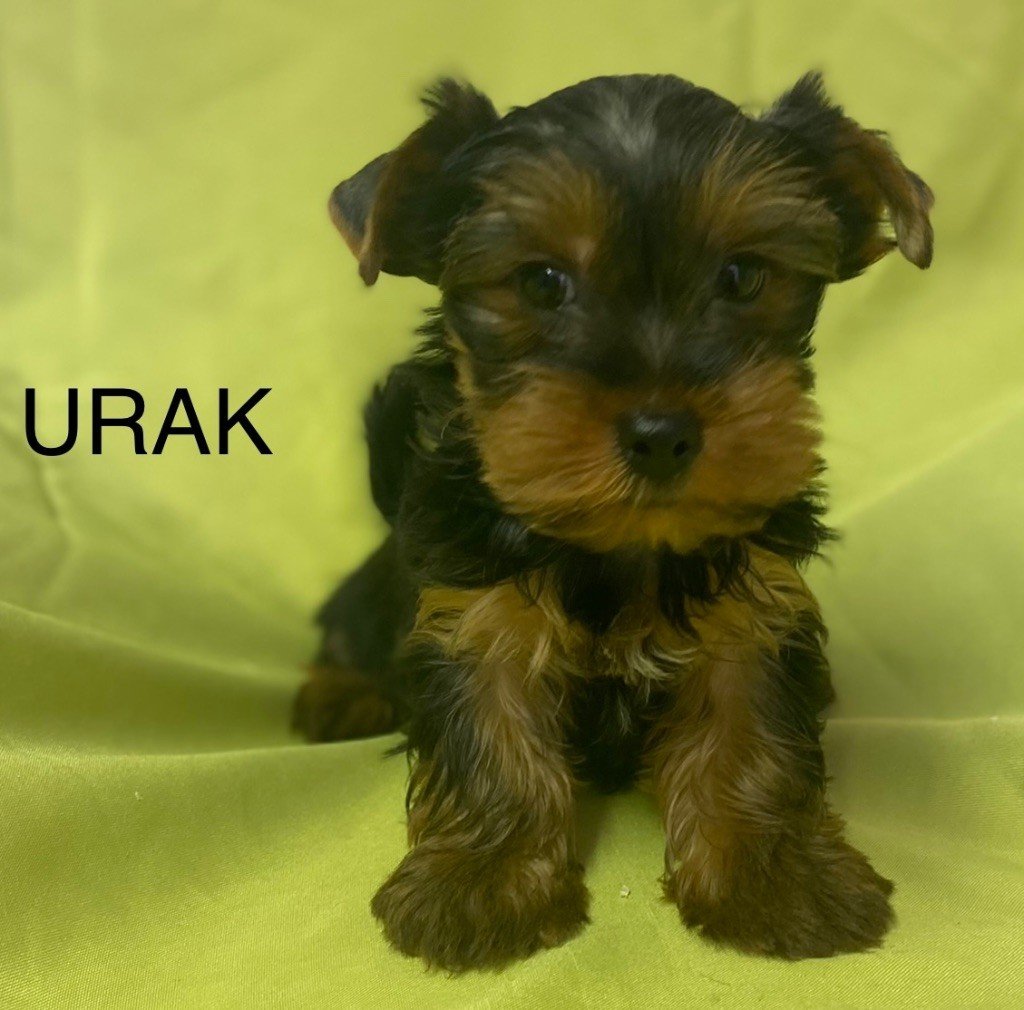 Claudine CRUARD-GUINEHEUX - Chiots disponibles - Yorkshire Terrier