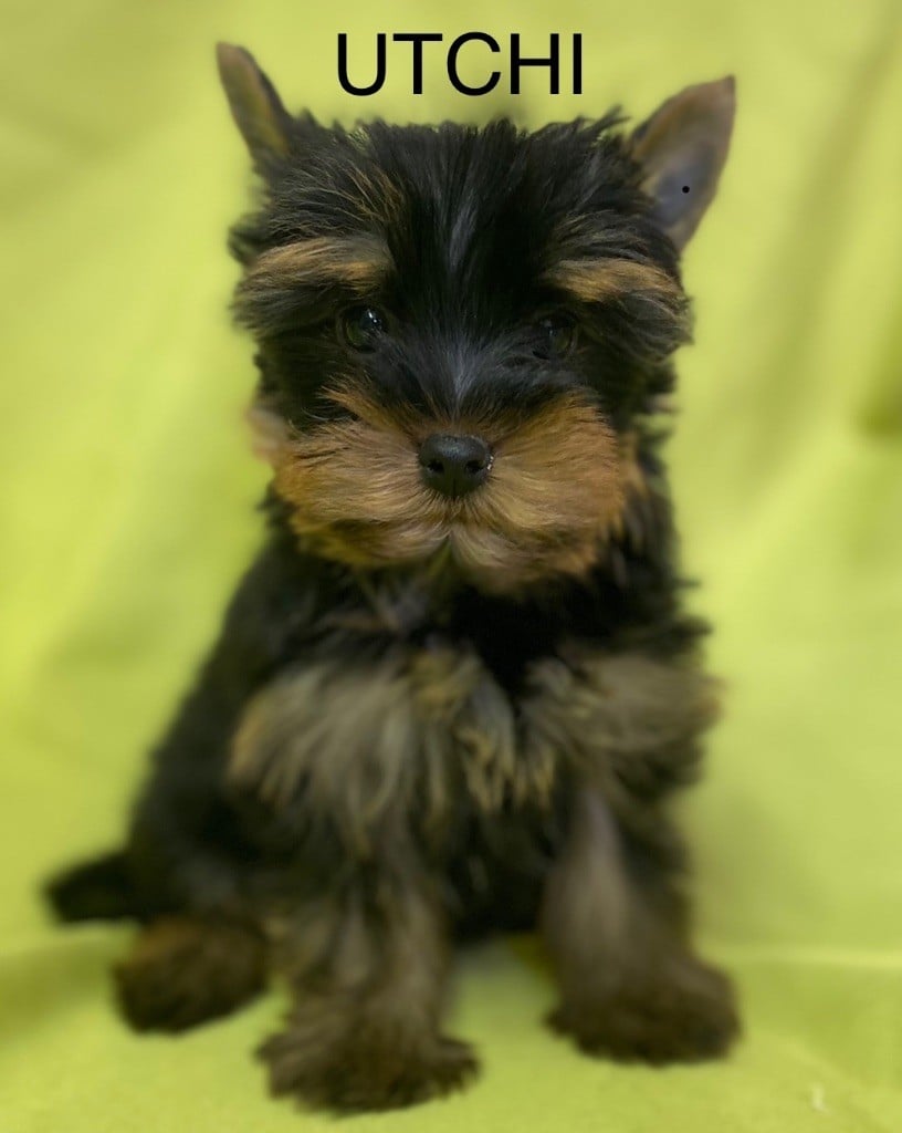 Claudine CRUARD-GUINEHEUX - Chiots disponibles - Yorkshire Terrier