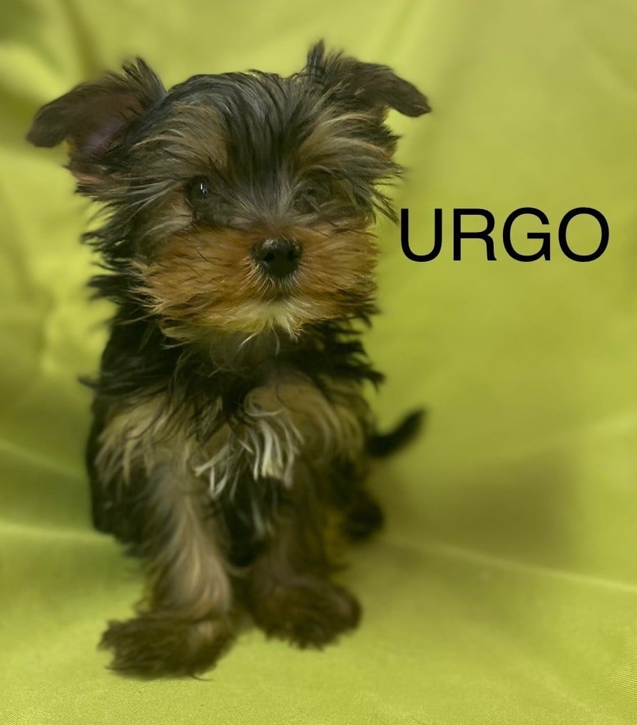 Claudine CRUARD-GUINEHEUX - Chiots disponibles - Yorkshire Terrier