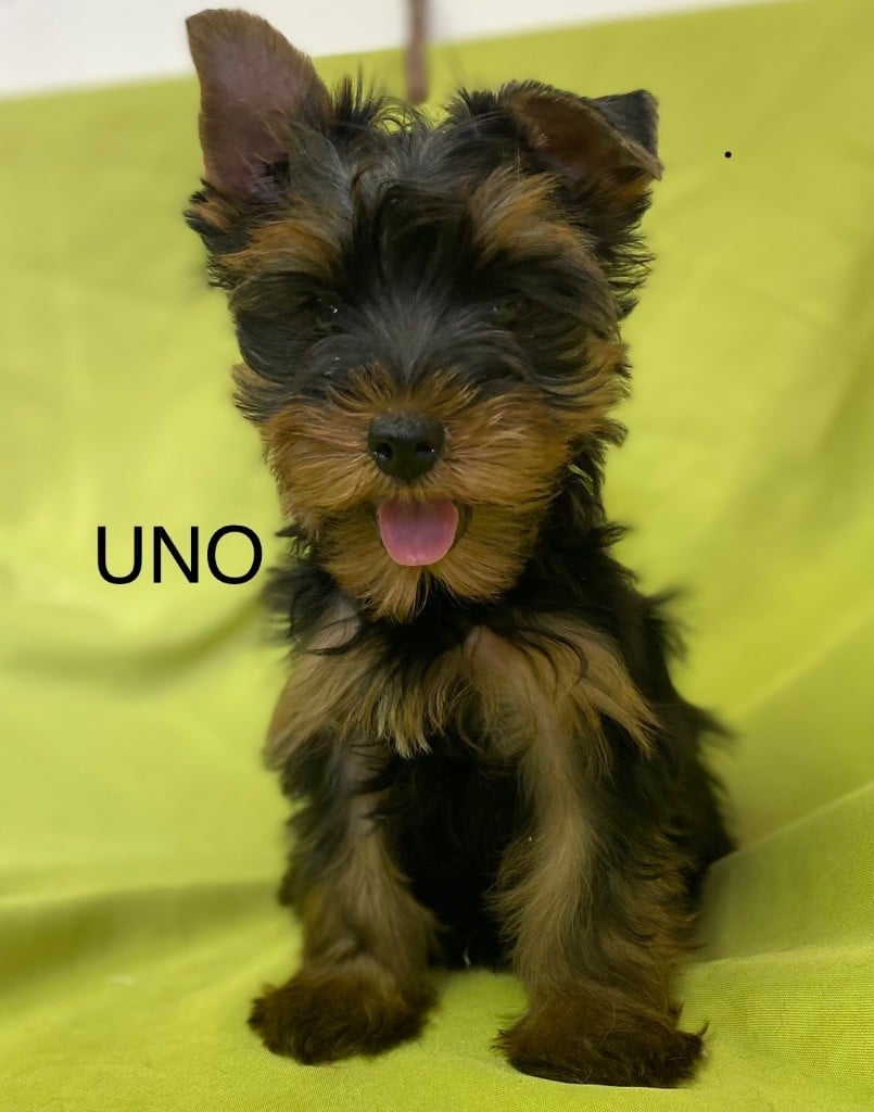 Claudine CRUARD-GUINEHEUX - Chiots disponibles - Yorkshire Terrier