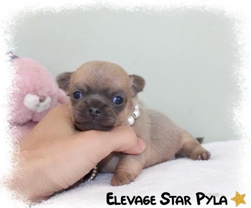 Star Pyla - Chiots disponibles - Chihuahua