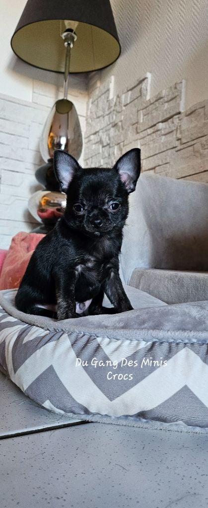 Du Gang Des Minis Crocs - Chiots disponibles - Chihuahua