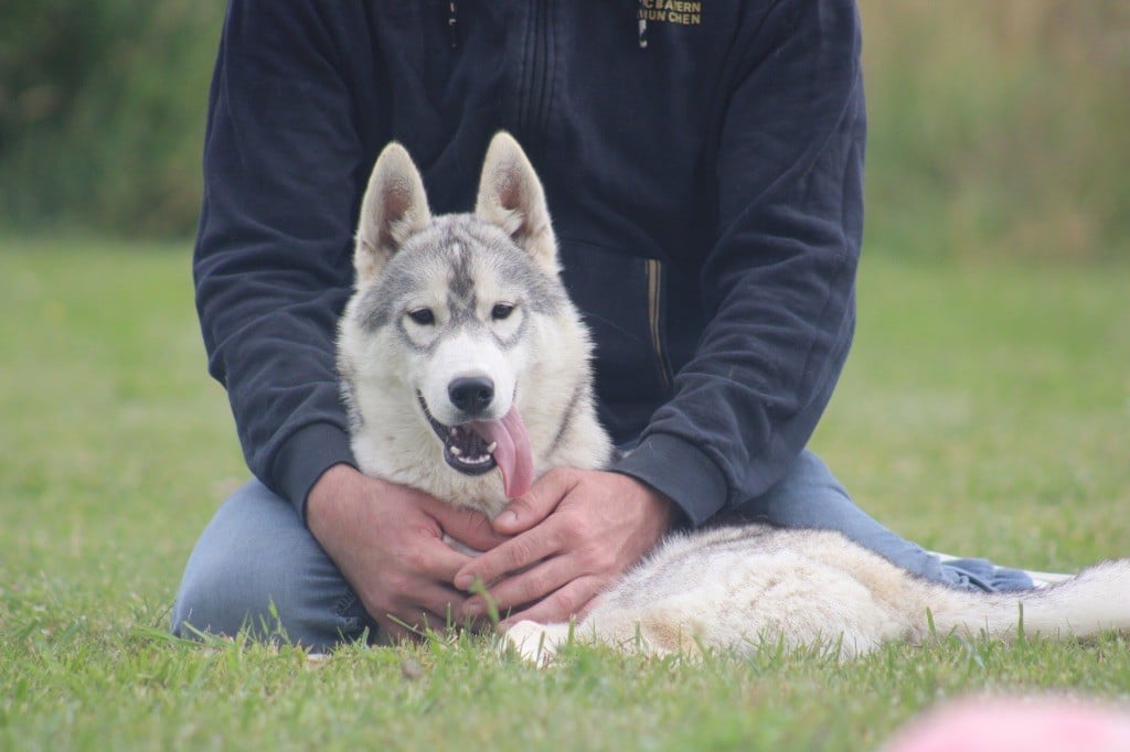 Of Siberian Forest Wolves - Chiots disponibles - Siberian Husky