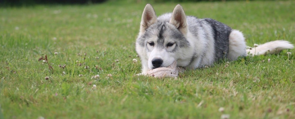 Of Siberian Forest Wolves - Chiots disponibles - Siberian Husky