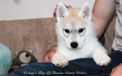 Victory-s King Of Siberian Forest Wolves 