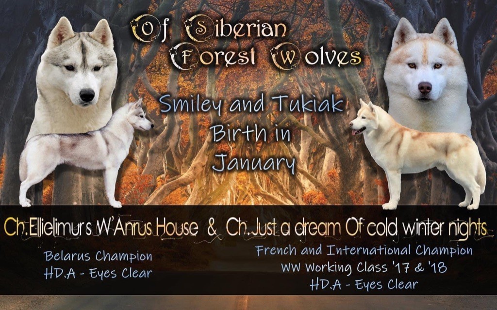 Of Siberian Forest Wolves - Siberian Husky - Portée née le 17/01/2020