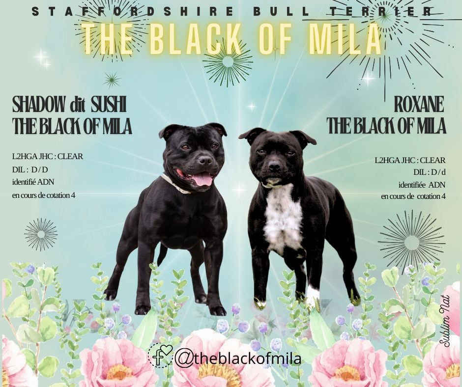 The Black Of Mila - naissance Roxane x Sushi 