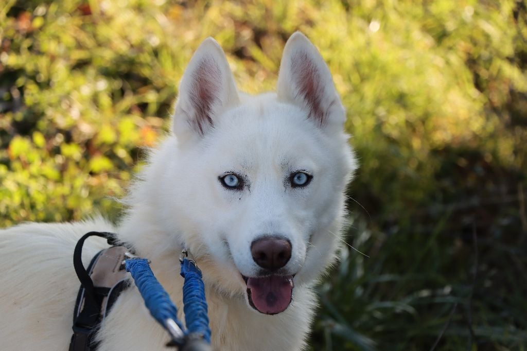 Des Highlands Du Sud - Suki, femelle blanche aux yeux bleus en vente 