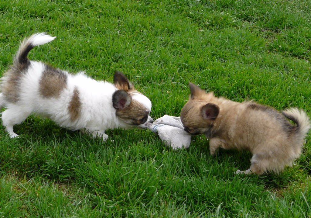 des Brault' Cadors - les chihuahuas dans l'herbe 