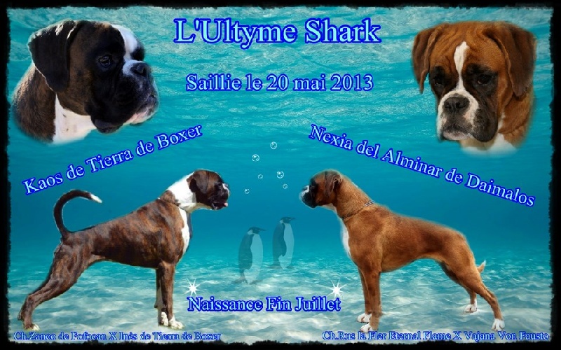 L'ultyme shark - Boxer - Portée née le 23/07/2013