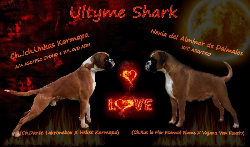 L'ultyme shark - Boxer - Portée née le 29/07/2015