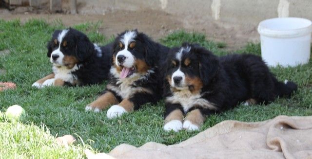 Chiot Bouvier Bernois du domaine des neiges eternelles