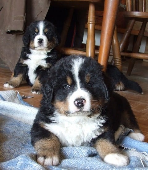 Chiot Bouvier Bernois du domaine des neiges eternelles