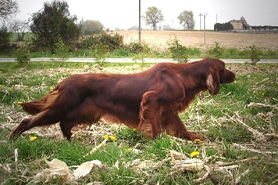 White white west - CACIB en Espagne