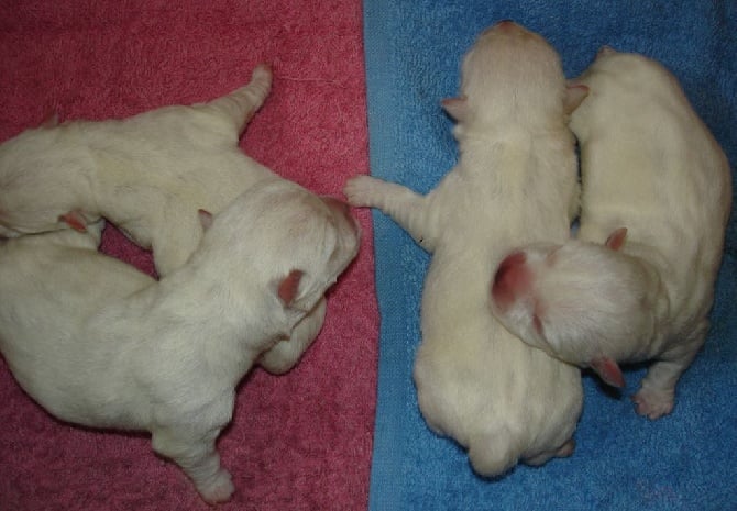 Chiots Westies à réserver