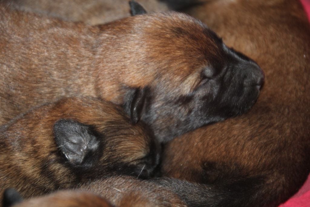 CHIOTS MALINOIS LOF A RESERVER