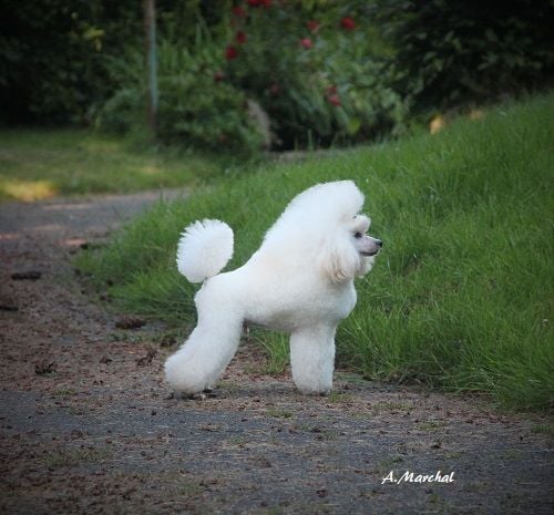 Chiots caniches disponibles