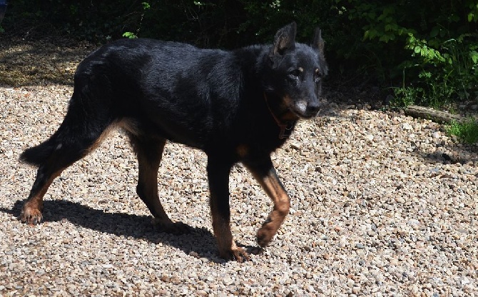 De la noé du jardin - 14 ans et demi : REGATE