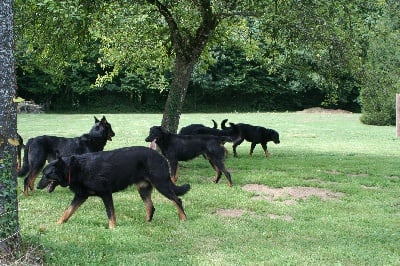 De la noé du jardin - CHALLENGE VOS CHIENS 2009