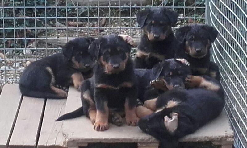 De la noé du jardin - BEBES CHIENS