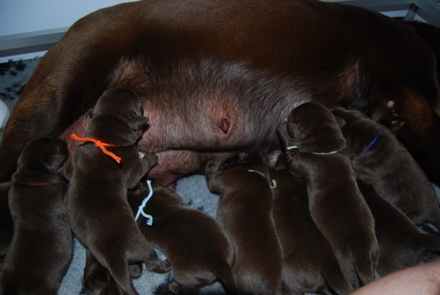 de la Belle Vanille - Labrador Retriever - Portée née le 28/10/2013