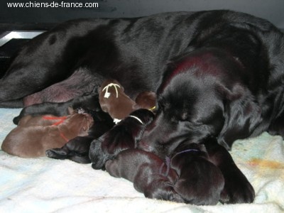 de la Belle Vanille - Labrador Retriever - Portée née le 24/12/2007