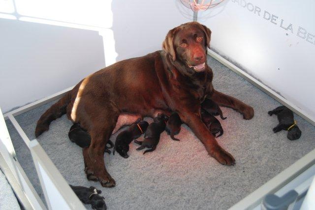 de la Belle Vanille - Labrador Retriever - Portée née le 14/03/2012