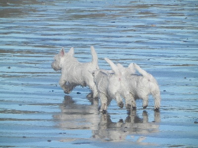 Delbret's - ballade a la plage avec les chiots