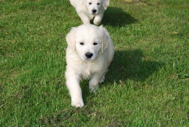 Des vives - Golden Retriever - Portée née le 20/07/2014