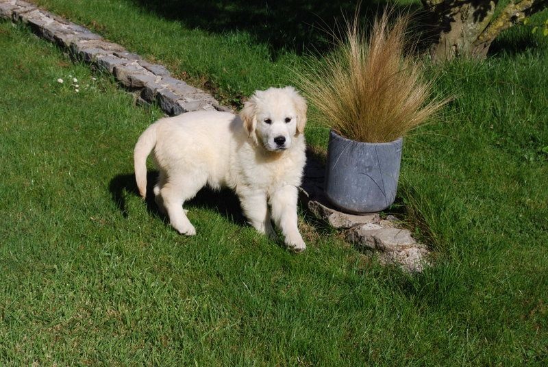 Des vives - Golden Retriever - Portée née le 03/02/2015