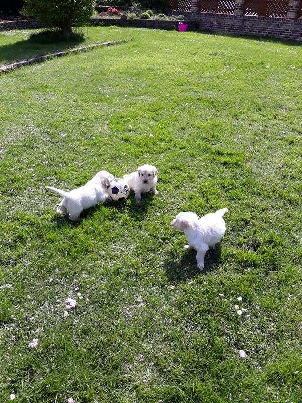 Des vives - Chiots disponibles - Golden Retriever