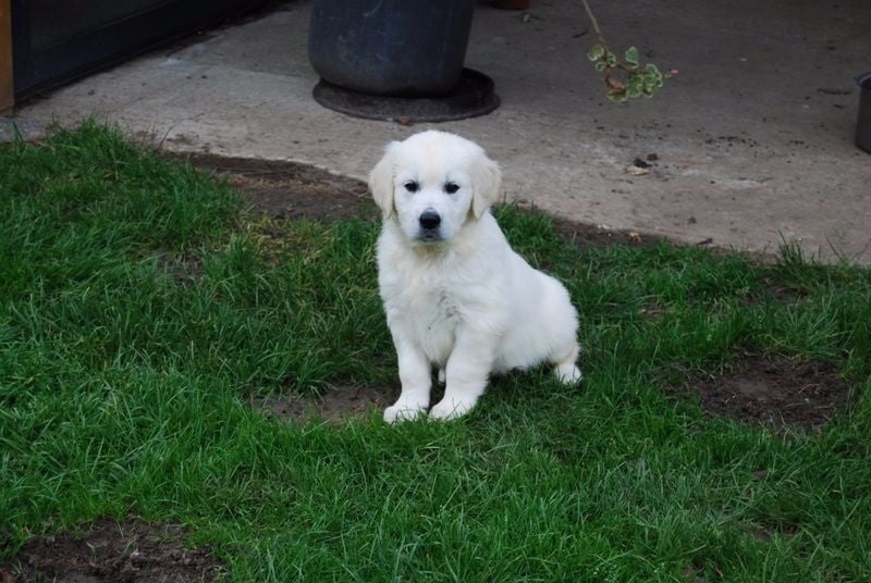 Des vives - Chiots disponibles - Golden Retriever