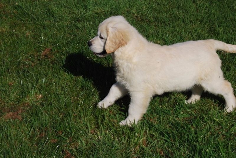 Des vives - Chiots disponibles - Golden Retriever