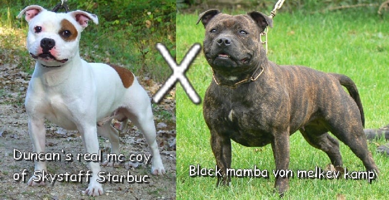 Chiot Staffordshire Bull Terrier Von melkev kamp