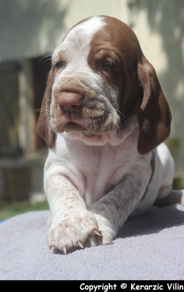 Les bébés à 25 jours 